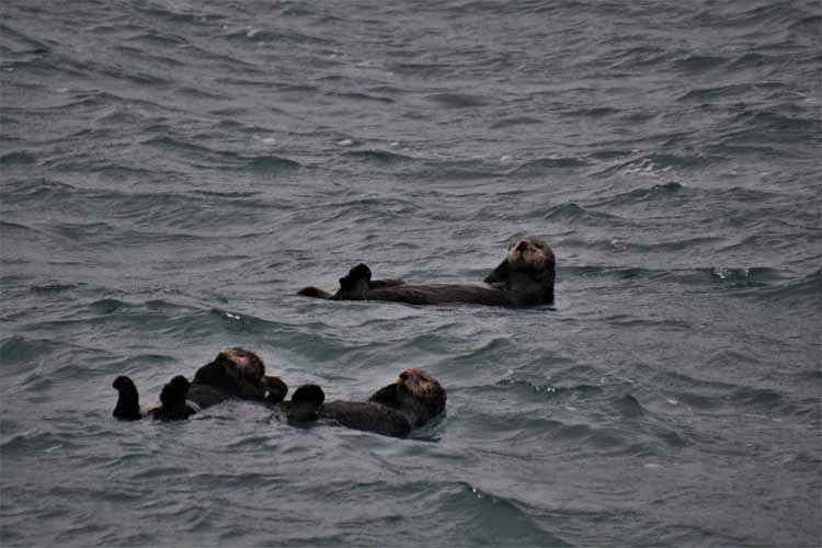 sea otters in water